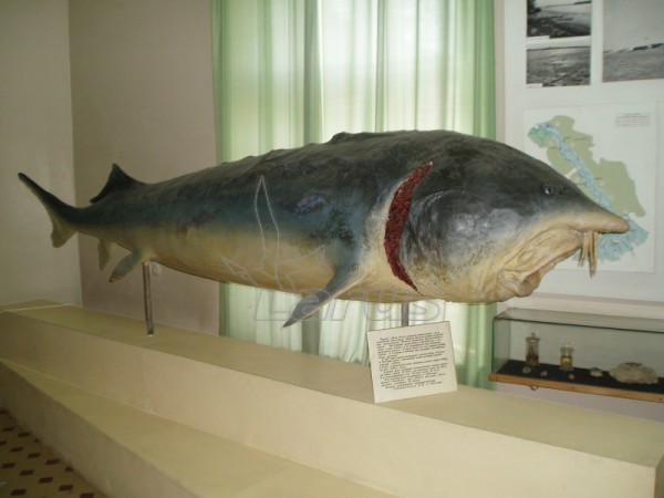 Rusija, Volga netoli Astrachanės.2007m.